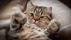 Lieben Sie Katzen? Die Psychologie sagt: Sie haben 5 sehr seltene Persönlichkeitsmerkmale